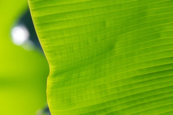 Зеленый лист под солнцем — стоковое фото