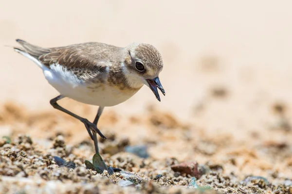 Kleiner Sandregenpfeifer sucht Nahrung am Strand — Stockfoto