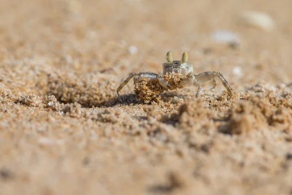 Ghost crab on beach with hole — Stock Photo, Image