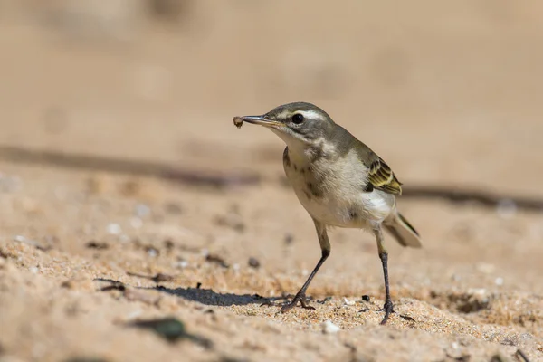 Yellow wagtail eating worm — Stock Photo, Image