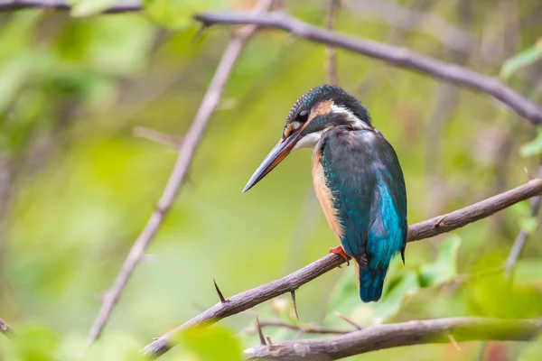 Martin pêcheur commun — Photo