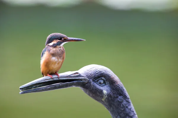 Common Kingfisher — Stock Photo, Image