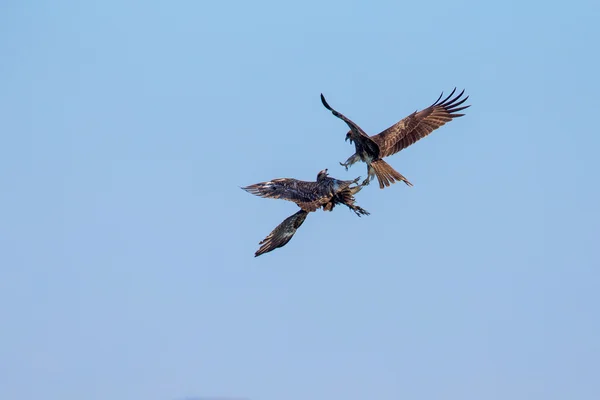 Due aquiloni neri che combattono nel cielo blu — Foto Stock