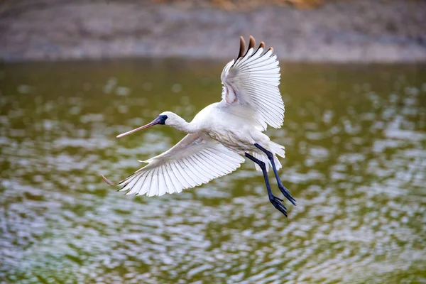 Black-faced Spoonbill flying - prepare to landing — Stock Photo, Image