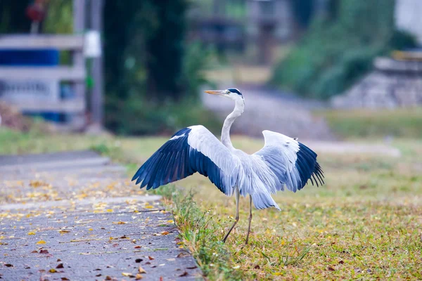 Garça cinzenta com asas abertas — Fotografia de Stock