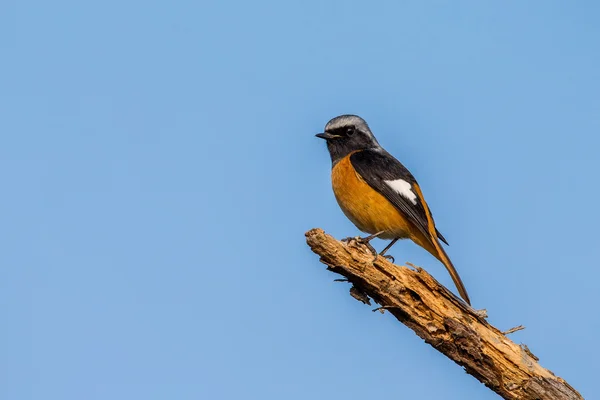 Daurian Redstart Perching on withered tree with blue sky background — Stock Photo, Image