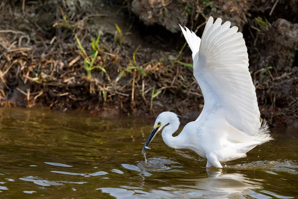 Little egret (Egretta Garzetta)  catching fish in water — Stock Photo, Image