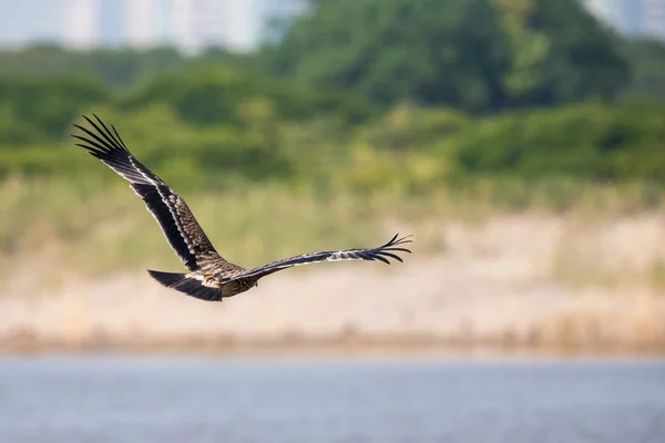 Asiatiska kejsarörn flygande - Back Visa — Stockfoto