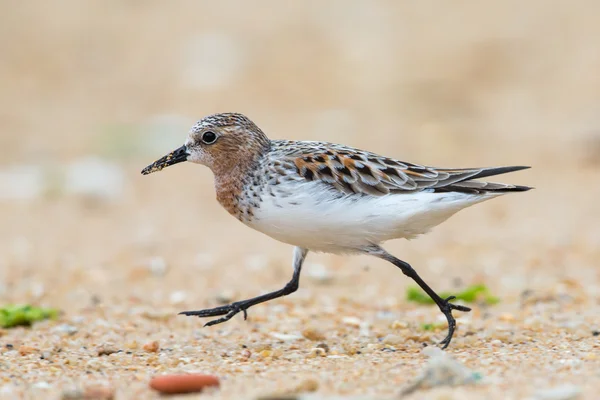 Rudokrký (Calidris ruficollis) chůze na pláž — Stock fotografie