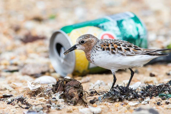 Fågeln söker mat i skräp — Stockfoto