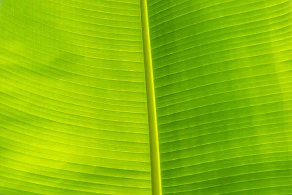 Banana leaves — Stock Photo, Image