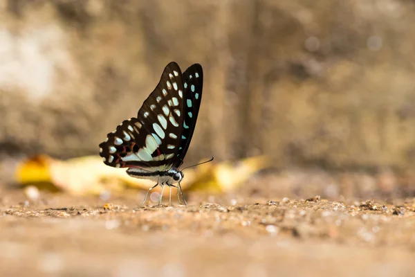 Common Jay (Graphium doson) Butterfly — Stock Photo, Image
