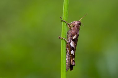 Çekirge çimenlerin üzerinde
