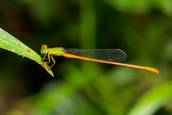 Portret van dragonfly - oranje-tailed Sprite (Ceriagrion auranticum ryukyuanum) — Stockfoto