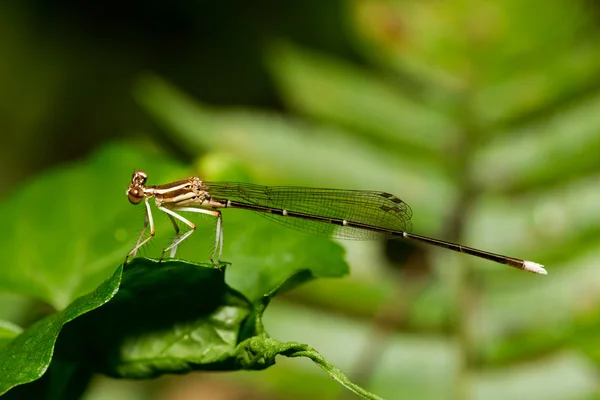 Portret van Juffers - Black-kneed Featherlegs (Copera ciliata) — Stockfoto