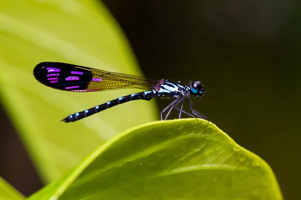 Retrato de la mosca damisela - Joya azul común (Rhinocypha perforata perforata ) — Foto de Stock