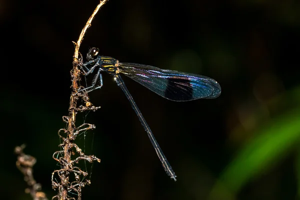 Portrait de demoiselle - Gossamerwing à bandes noires (Euphaea decorata ) — Photo