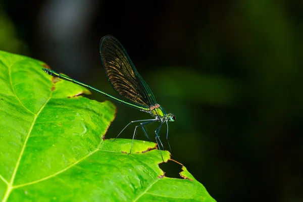 Retrato de la mosca damisela - Greenwin chino (Neurobasis chinensis chinensis ) — Foto de Stock