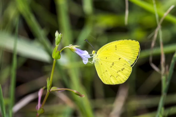 Portrait of  Yellow Butterfly  - Common grass yellow butterfly — Stock Photo, Image