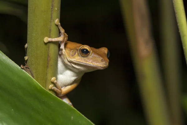 Portræt af frø - Spot-legged Tree Frog - Stock-foto
