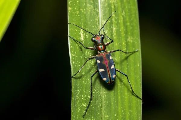 Blå Spotted sandjägare på blad (Cicindela aurulenta) — Stockfoto