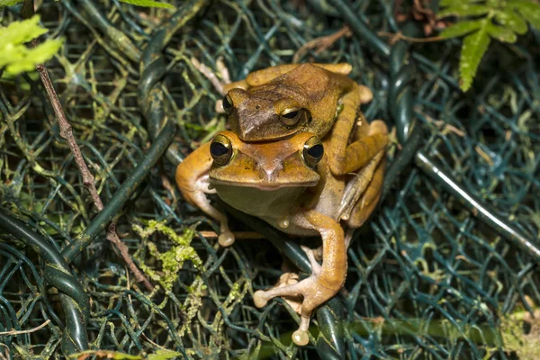 Apareamiento de ranas de árbol con patas moteadas — Foto de Stock