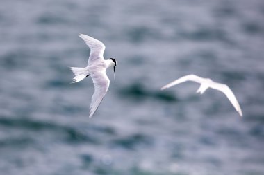 Kuş Uçuş - arka enseli sumru