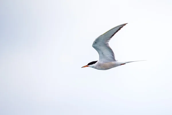 Bird in flight - Roseate Tern — Stock Photo, Image