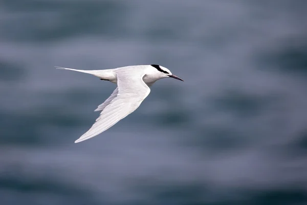 Pájaro en vuelo - Tern de nuca trasera — Foto de Stock