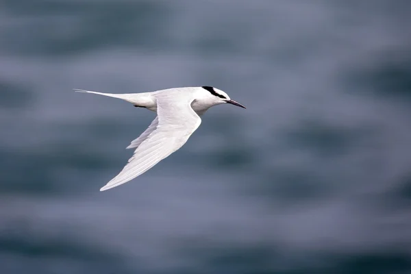 Fågel i flykt - Back-naped tärna — Stockfoto