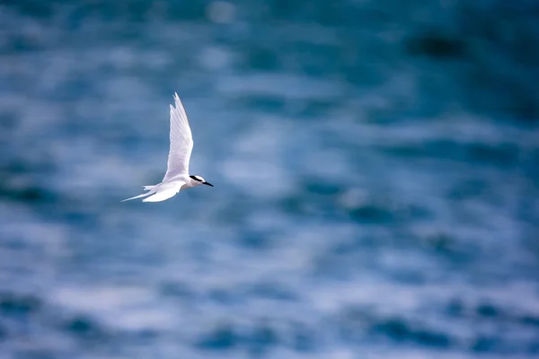 Fågel i flykt - Back-naped tärna — Stockfoto