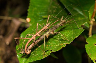 Hong Kong dikenli sopa böcek üzerinde yeşil yaprak çiftleşme