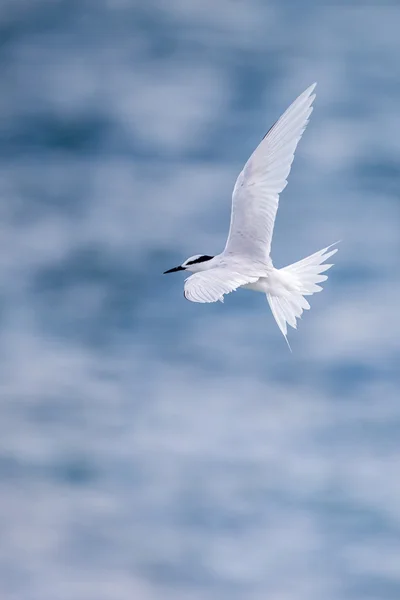 Fågel i flykt - Back-naped tärna — Stockfoto