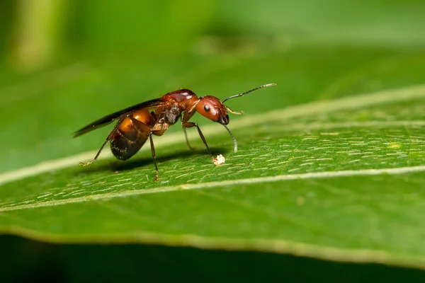 Karınca portresi (kanatlı) - Camponotus habereri