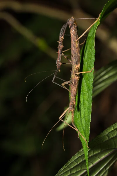 Hong Kong spiny stick insect mating on green leaf — Stock Photo, Image