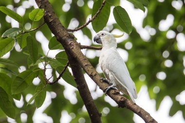 Ağaçta tıraşlama sarı tepeli kakadu (Cacatua sulphurea)
