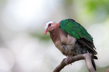 Ağaçta tıraşlama zümrüt Dove (Chalcophaps indica)