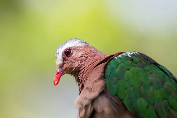 Portrait of Emerald Dove (Chalcophaps indica) — Stock Photo, Image