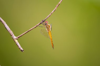 Ağaç (Pantala flavescens tıraşlama küresel Skimmer)