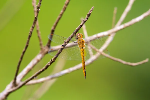 全球点水蜻蜓栖息在树上 (婚苦参) — 图库照片