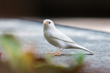 Albino Avrasya ağaç serçesi