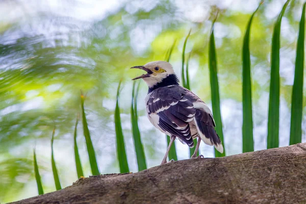 Svarthalsad Starling sjunga på träd med vacker grön bakgrund — Stockfoto