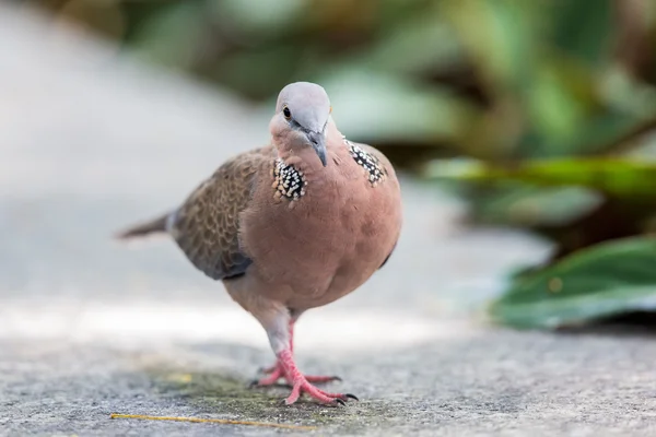 Spotted Dove walking - front profile — Stock Photo, Image