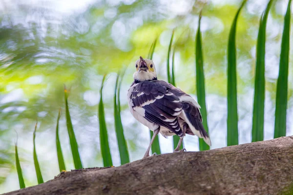 Black-collared Starling singing on tree with beautiful green background