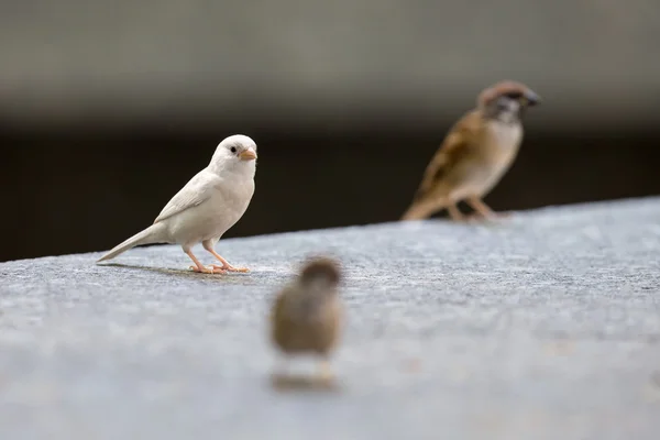 Albino Eurasian Tree Sparrow — Stock Photo, Image