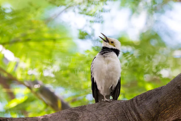 黑领椋鸟唱歌树与美丽的绿色背景上 — 图库照片