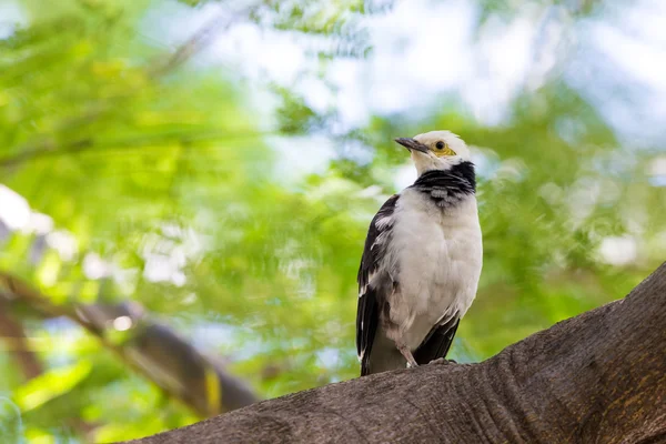 Svarthalsad Starling sittande på träd med vacker grön bakgrund — Stockfoto