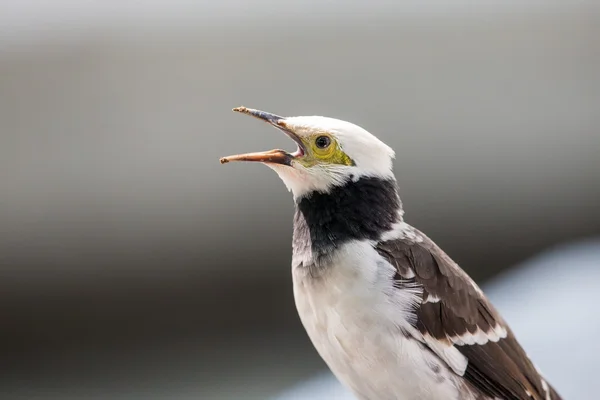 Black-collared Starling singing — Stock Photo, Image