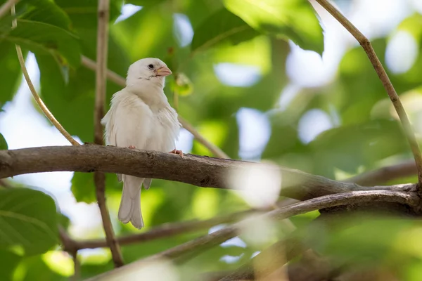 Albino pilfinken sittande på träd — Stockfoto