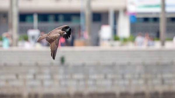 Чорний кайт (Milvus migrans) політ в місто з розмити фон-Сіті — стокове фото